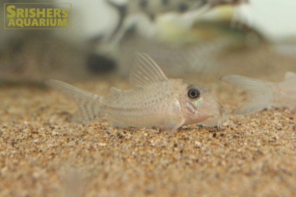 画像5: コリドラス sp.CW164 (ブリード)