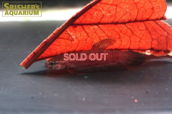 画像4: ワイルドベタ ペルセフォン 'JAMBI'（ペア）