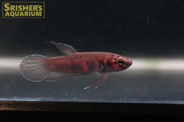 画像3: ワイルドベタ ルブラ 'BARUS' WILD（ペア）