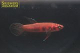 ワイルドベタ ルブラ 'BARUS' WILD（ペア）