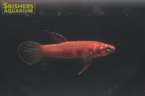 画像1: ワイルドベタ ルブラ 'BARUS' WILD（ペア）