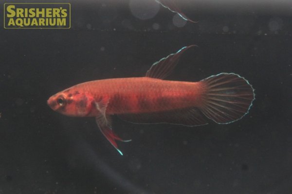 画像2: ワイルドベタ ルブラ 'BARUS' WILD（ペア）