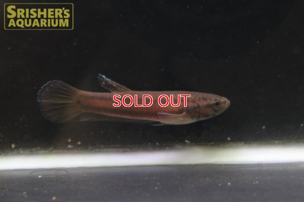 画像6: ワイルドベタ マクロストマ 'BRUNEI'