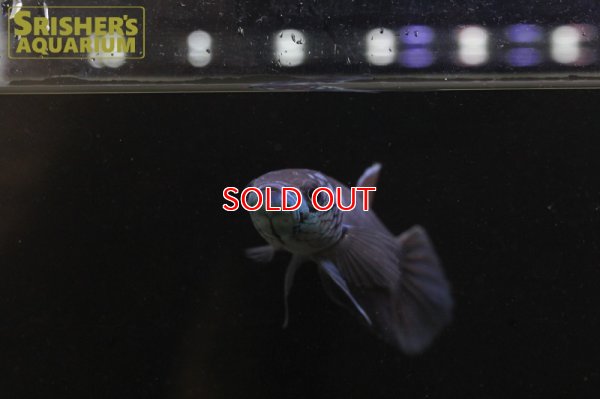 画像3: ワイルドベタ アントゥタ 'LONG POSO'（ペア）