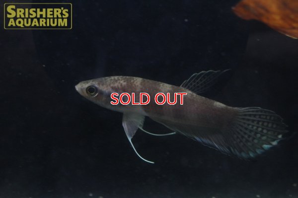 画像4: ワイルドベタ ブレヴィオベサス "TAJAN"（ペア）