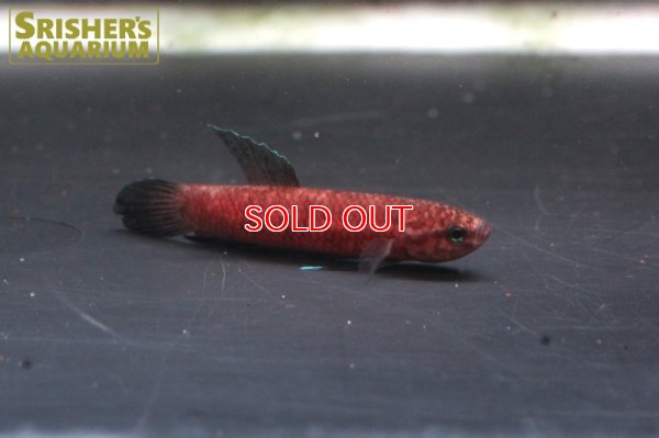 画像3: ワイルドベタ ペルセフォン 'JAMBI'（ペア）