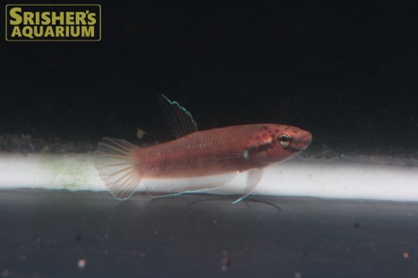 画像4: ワイルドベタ ルブラ 'BARUS' WILD（ペア）