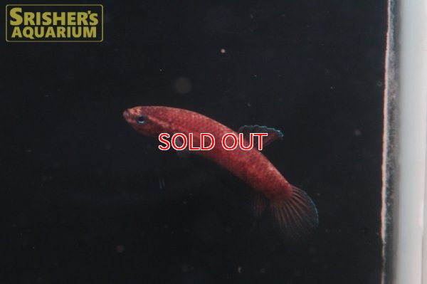 画像5: ワイルドベタ ペルセフォン 'JAMBI'（ペア）