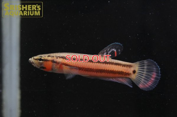 画像3: ワイルドベタ マクロストマ 'BRUNEI'