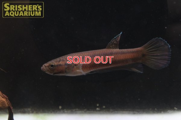 画像4: ワイルドベタ マクロストマ 'BRUNEI'