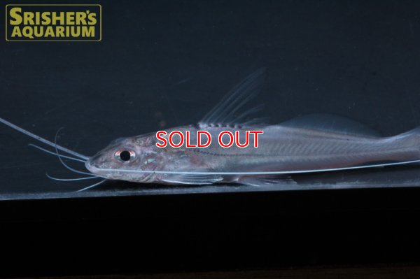 画像7: ピメロディア ＳＰ.ペルー