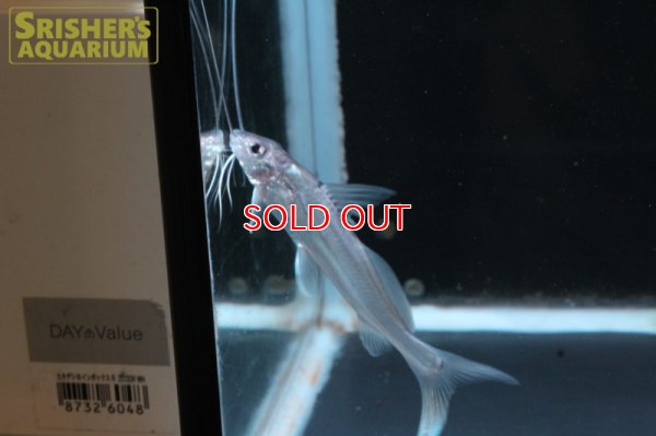 画像4: ピメロディア ＳＰ.ペルー