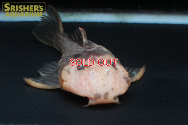 画像5: ゴールデンマーブルダルマプレコ