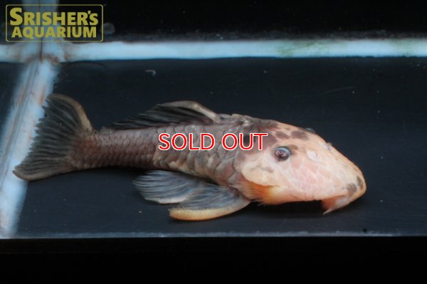 画像3: ゴールデンマーブルダルマプレコ