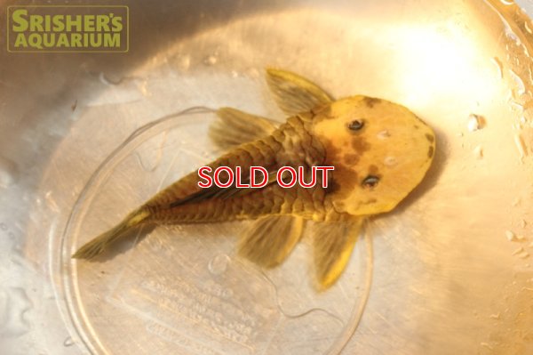 画像6: ゴールデンマーブルダルマプレコ