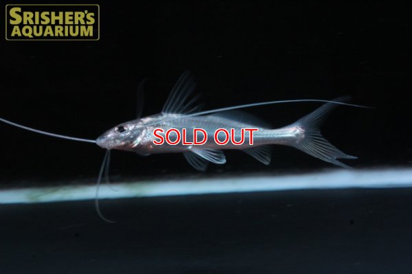 画像3: ピメロディア ＳＰ.ペルー