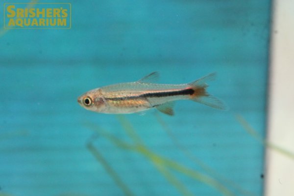 画像3: レッドチェリーラスボラ