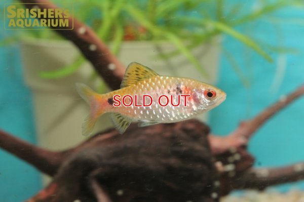 画像2: オデッサバルブ WILD