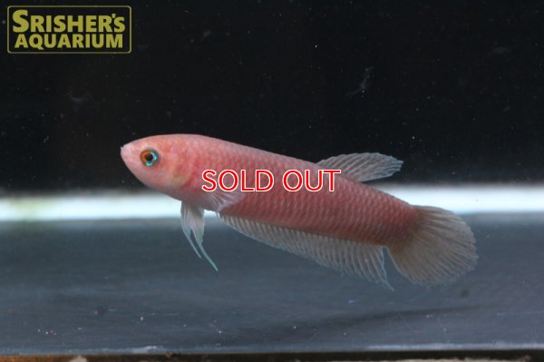 画像5: ワイルドベタ クラセンシス 'TELUK KUANTAN'（ペア）