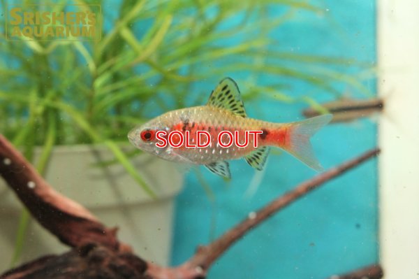 画像1: オデッサバルブ WILD