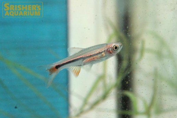 画像6: レッドチェリーラスボラ