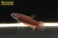 ワイルドベタ パトティ Sipasan 'Muara Jawa’（ペア）