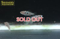 アメリカンフラッグフィッシュ