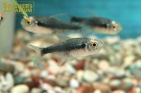 ブリリアントブラックネオンテトラ