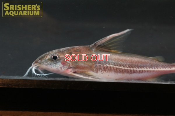 画像3: テネルス　クリスチーナエ