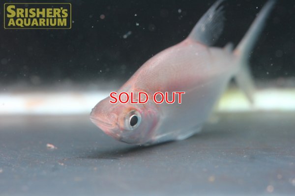 画像2: キタリヌス　ラタス