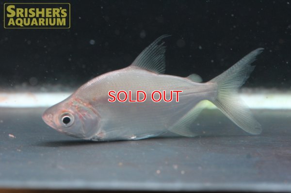 画像1: キタリヌス　ラタス