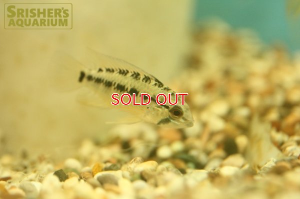 画像4: アピストグラマ  ヴィエジタIII (オス）