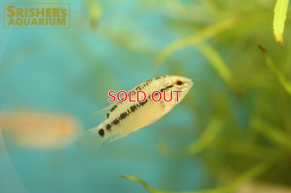 画像6: アピストグラマ  ヴィエジタIII (オス）