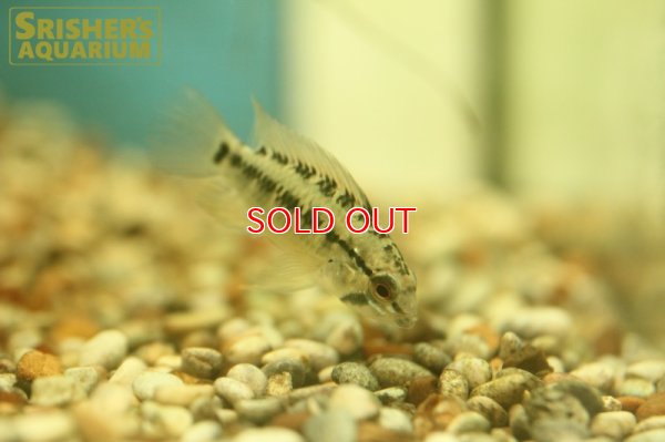 画像3: アピストグラマ  ヴィエジタIII (オス）