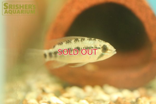 画像5: アピストグラマ  ヴィエジタIII (オス）