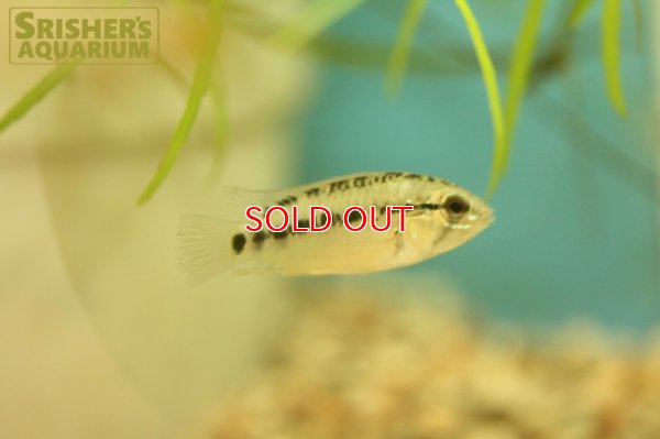 画像7: アピストグラマ  ヴィエジタIII (オス）