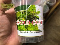 南米着生ラン スペックリニア フルカティペタラ