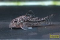 コリドラス　ノルデスチーニョ