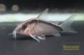 コリドラス　アクアータス