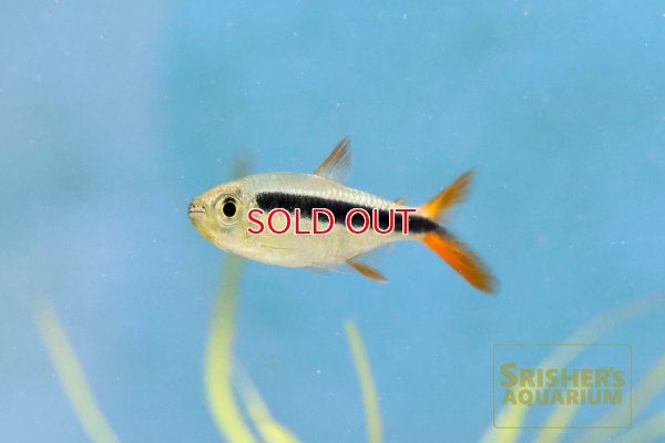 画像6: レッドフィンペンギンテトラ