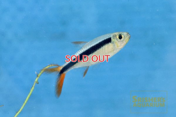 画像5: レッドフィンペンギンテトラ