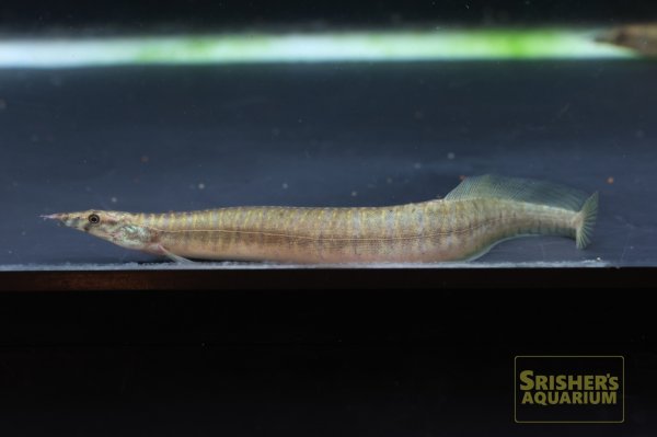 画像2: バーミーズゼブラスパイニーイール