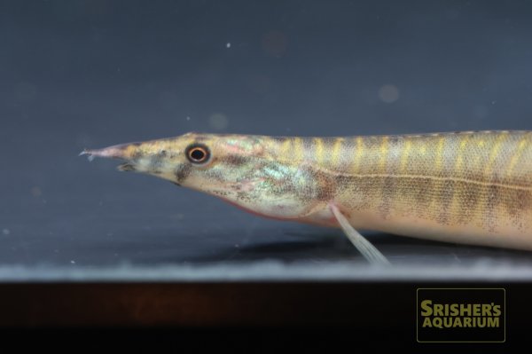 画像5: バーミーズゼブラスパイニーイール