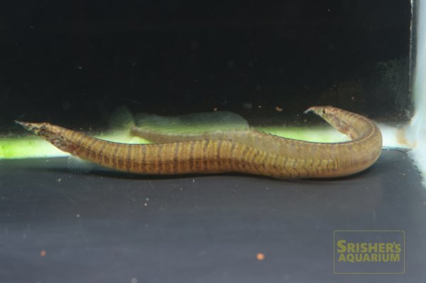 画像3: バーミーズゼブラスパイニーイール