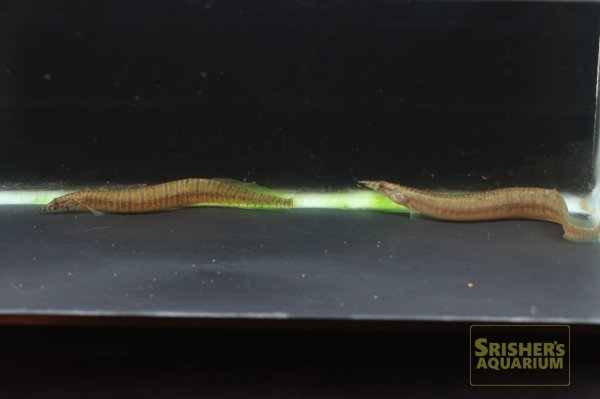 画像4: バーミーズゼブラスパイニーイール