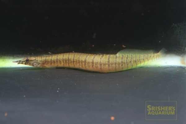 画像1: バーミーズゼブラスパイニーイール