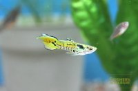 エンドラーズ　タイガー　オス