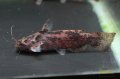 ガレアータスウッドキャット