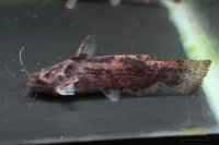 ガレアータスウッドキャット