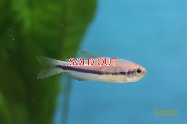 画像5: インパイクティス SP. スーパーケリー WILD